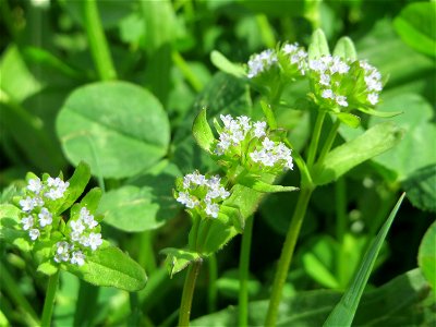 Gewöhnlicher Feldsalat (Valerianella locusta) am Tierfriedhof Saarbrücken - der südliche Teil liegt im Landschaftsschutzgebiet „Drahtzugweiher und das Habsterwiesental“