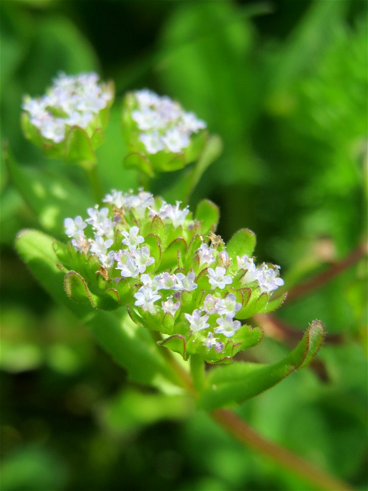 Gewöhnlicher Feldsalat (Valerianella locusta) am Tierfriedhof Saarbrücken - der südliche Teil liegt im Landschaftsschutzgebiet „Drahtzugweiher und das Habsterwiesental“