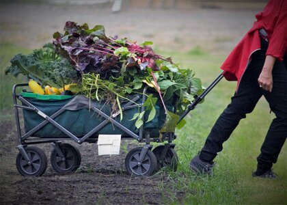 Bountiful vegetables wagon photo