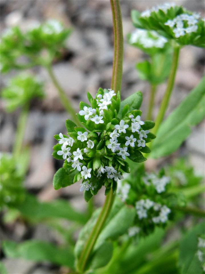 Gewöhnlicher Feldsalat (Valerianella locusta) am Remigiusberg bei Kusel