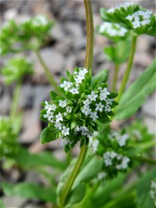 Gewöhnlicher Feldsalat (Valerianella locusta) am Remigiusberg bei Kusel