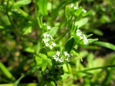 Gewöhnlicher Feldsalat (Valerianella locusta) im Gartenschaupark Hockenheim