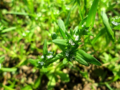 Gewöhnlicher Feldsalat (Valerianella locusta) im Gartenschaupark Hockenheim