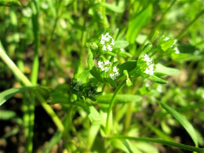 Gewöhnlicher Feldsalat (Valerianella locusta) im Gartenschaupark Hockenheim