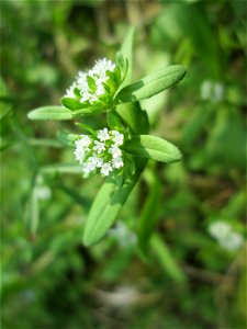 Gewöhnlicher Feldsalat (Valerianella locusta) in der Schwetzinger Hardt