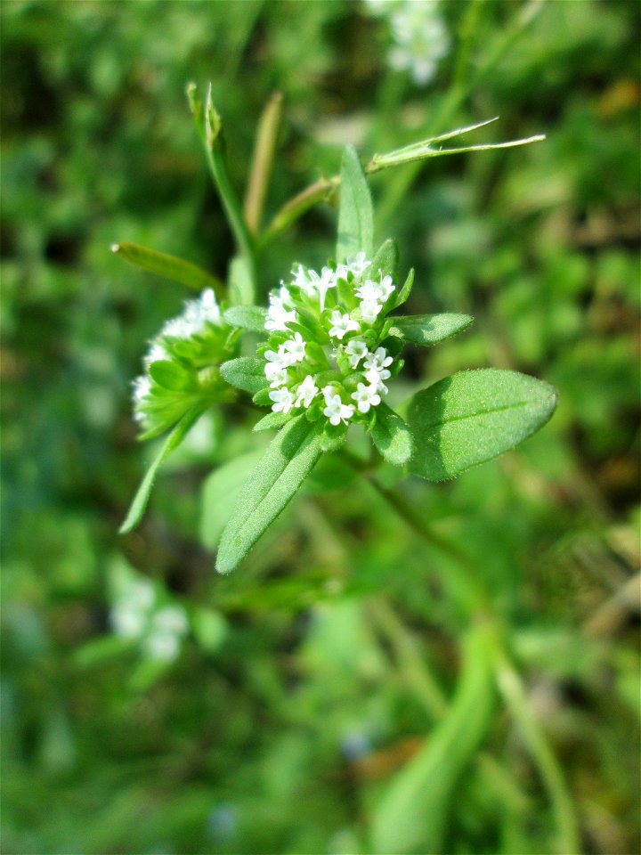 Gewöhnlicher Feldsalat (Valerianella locusta) in der Schwetzinger Hardt