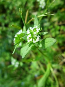Gewöhnlicher Feldsalat (Valerianella locusta) in der Schwetzinger Hardt