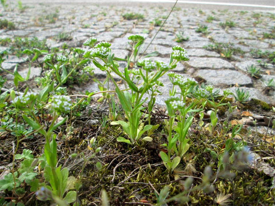 Gewöhnlicher Feldsalat (Valerianella locusta) an der A620 in Alt-Saarbrücken