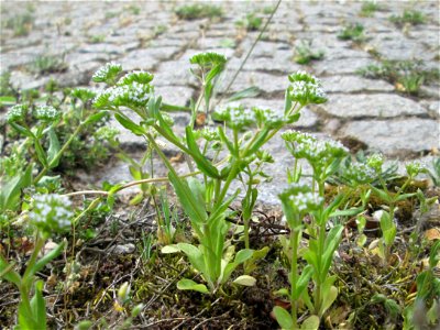 Gewöhnlicher Feldsalat (Valerianella locusta) an der A620 in Alt-Saarbrücken