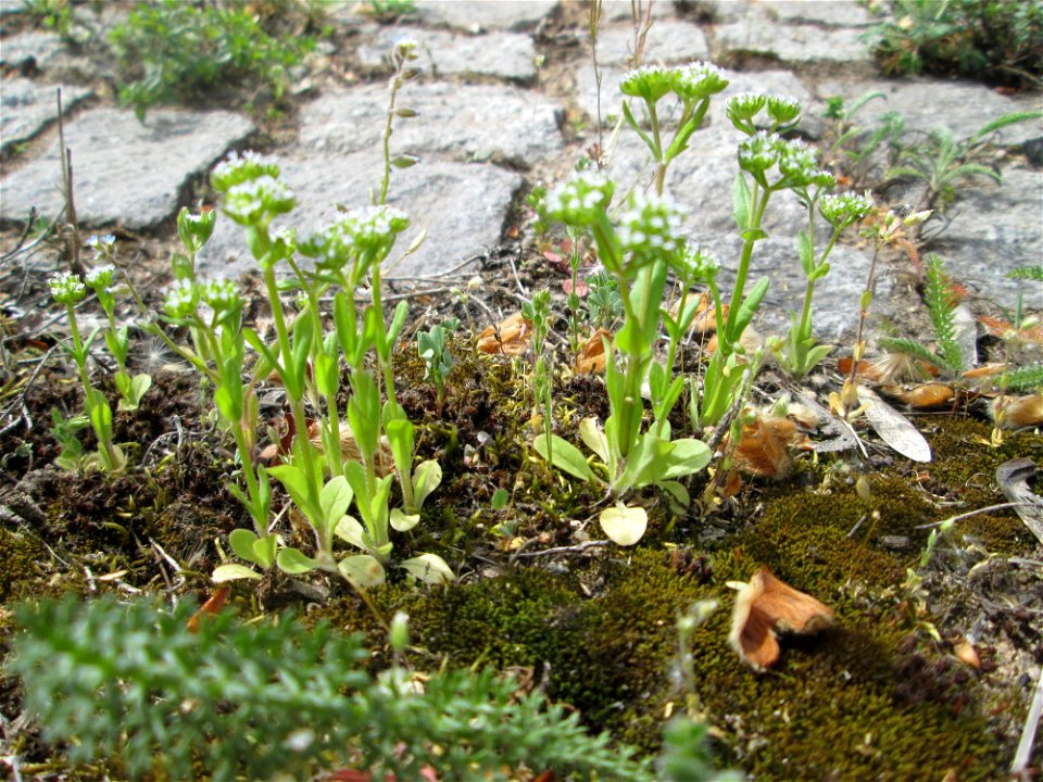 Gewöhnlicher Feldsalat (Valerianella locusta) an der A620 in Alt-Saarbrücken
