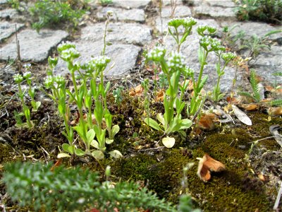 Gewöhnlicher Feldsalat (Valerianella locusta) an der A620 in Alt-Saarbrücken