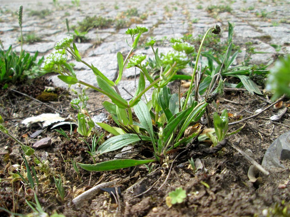 Gewöhnlicher Feldsalat (Valerianella locusta) an der A620 in Alt-Saarbrücken