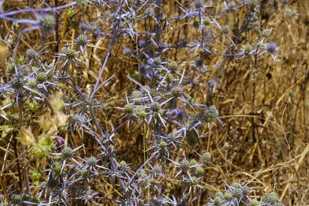Asteraceae weeds medicinal plant plant