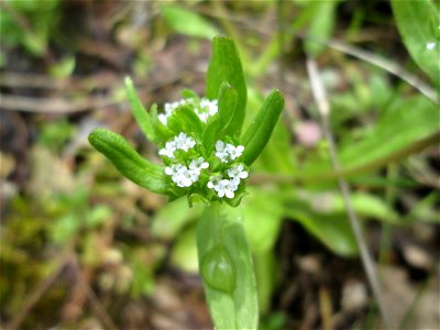 Gewöhnlicher Feldsalat (Valerianella locusta) im Deutschmühlental in Alt-Saarbrücken