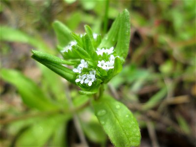 Gewöhnlicher Feldsalat (Valerianella locusta) im Deutschmühlental in Alt-Saarbrücken