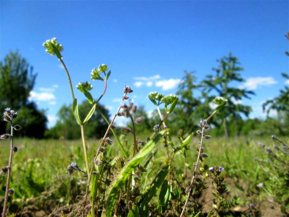 Gewöhnlicher Feldsalat (Valerianella locusta) auf einer Streuobstwiese in Hockenheim