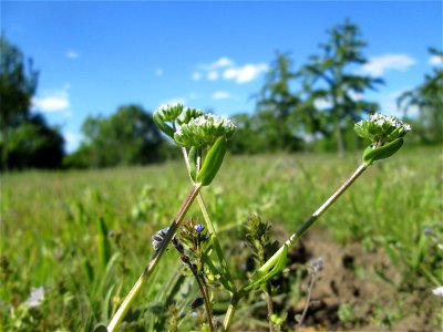 Gewöhnlicher Feldsalat (Valerianella locusta) auf einer Streuobstwiese in Hockenheim