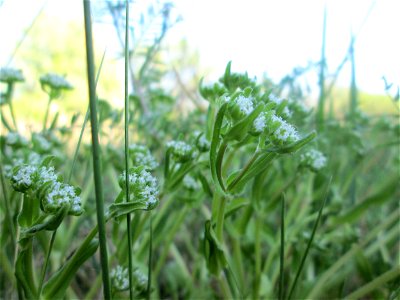 Gewöhnlicher Feldsalat (Valerianella locusta) im Güdinger Allmet