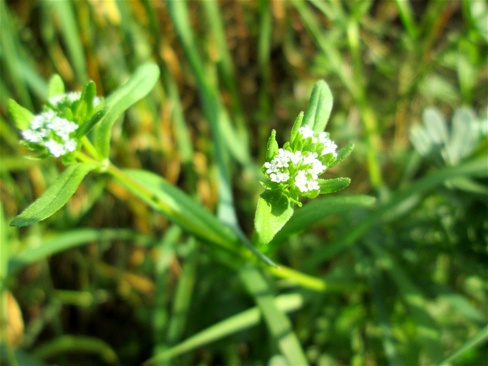 Gewöhnlicher Feldsalat (Valerianella locusta) in Brebach