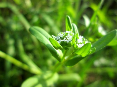 Gewöhnlicher Feldsalat (Valerianella locusta) in Brebach