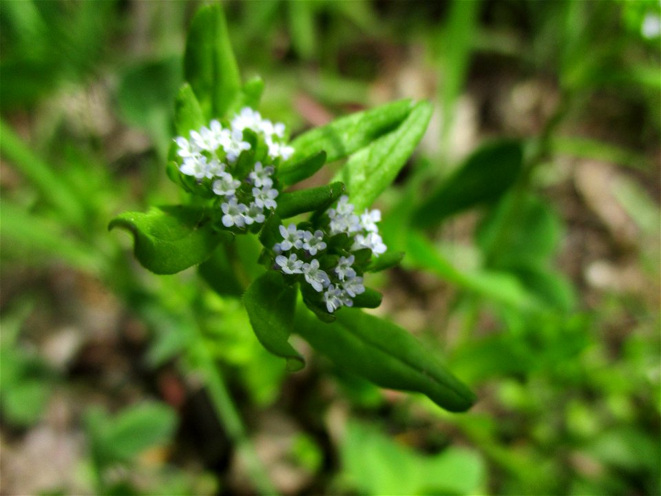 Gewöhnlicher Feldsalat (Valerianella locusta) im Naturschutzgebiet „St. Arnualer Wiesen“