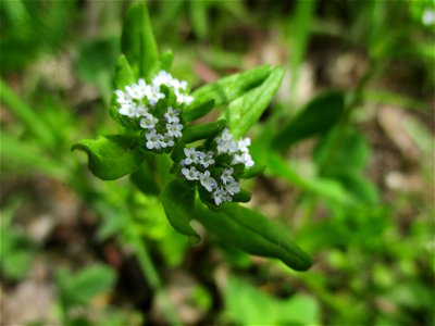 Gewöhnlicher Feldsalat (Valerianella locusta) im Naturschutzgebiet „St. Arnualer Wiesen“