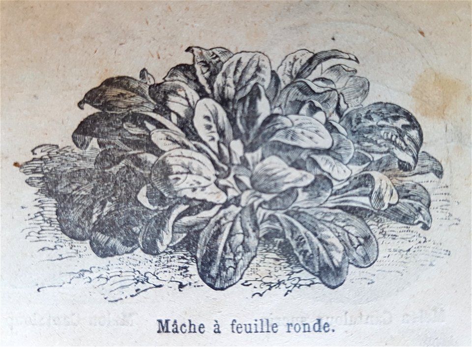 illustration de mâche (catalogue Vilmorin-Andrieux du printemps 1900)