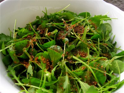 Salata od rukole i matilovca, sa gomasiom i soja sosom.