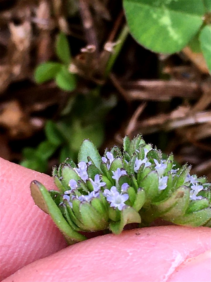 common cornsalad (Valerianella locusta)