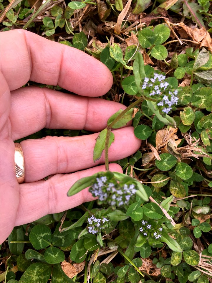 common cornsalad (Valerianella locusta)