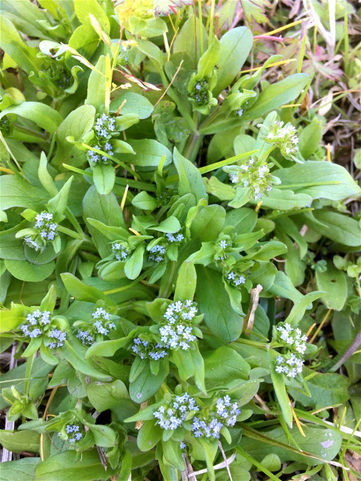 common cornsalad (Valerianella locusta)