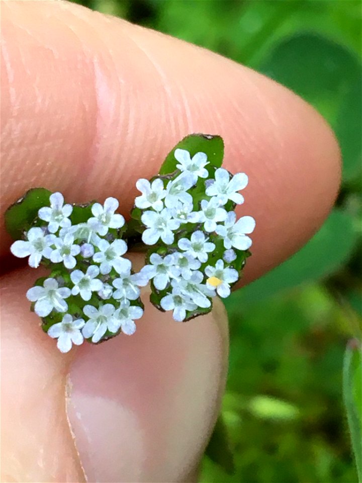 common cornsalad (Valerianella locusta)