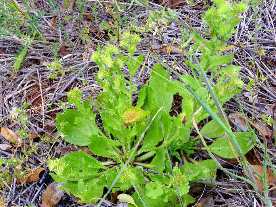 Valerianella locusta habit, Campo de Calatrava, Spain