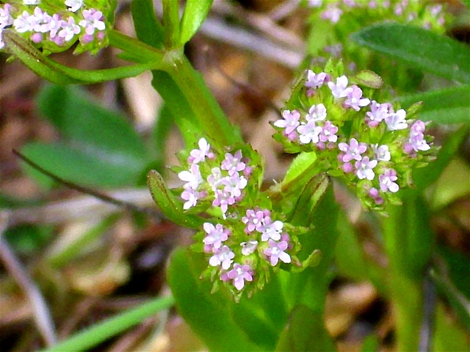 Valerianella olitoria flowers close up, Dehesa Boyal de Puertollano, Spain