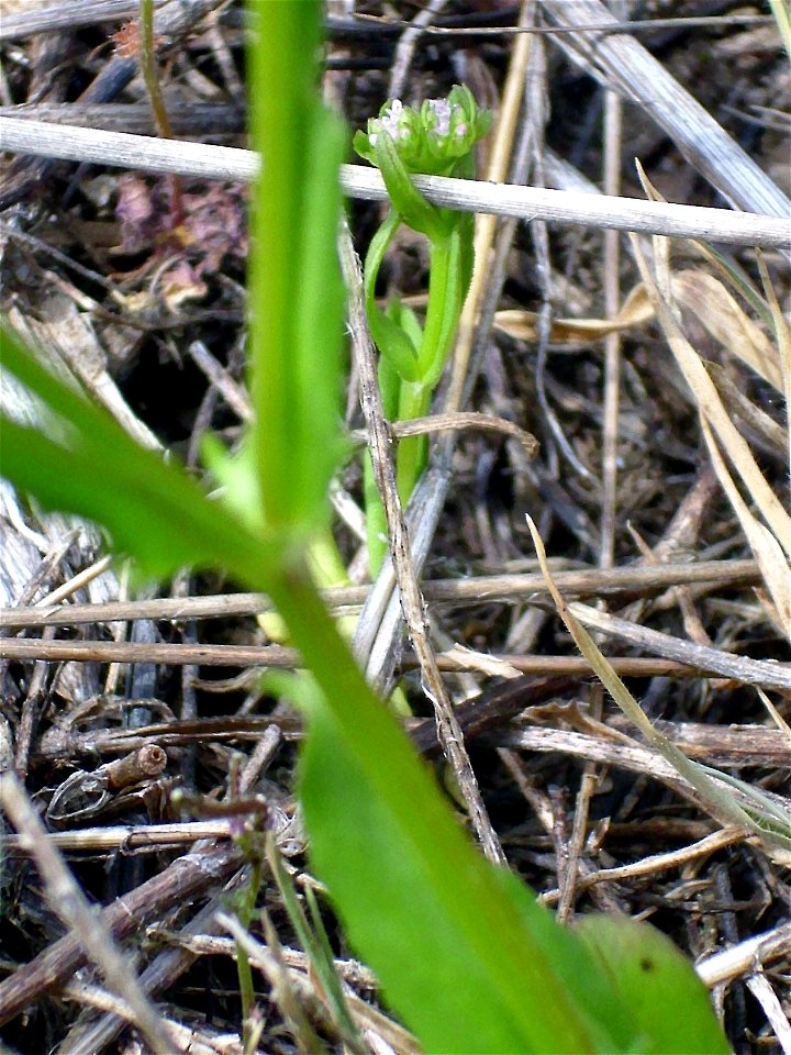 Valerianella olitoria stem and leaves, Dehesa Boyal de Puertollano, Spain