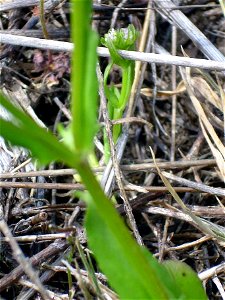 Valerianella olitoria stem and leaves, Dehesa Boyal de Puertollano, Spain