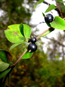 Lonicera japonica,Fruit ,Aizu area, Fukushima pref., Japan