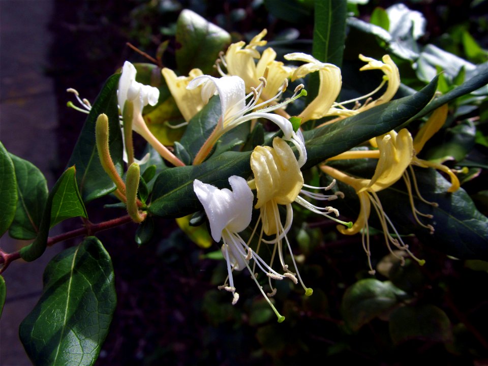 Japanese Honeysuckle blooming in a hedge, South Side, Pittsburgh