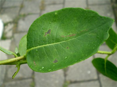 Lonicera periclymenum