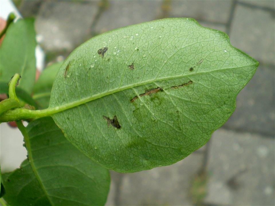 Lonicera periclymenum