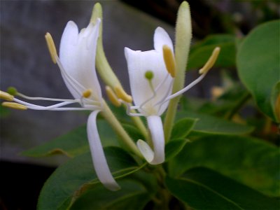 Lonicera periclymenum