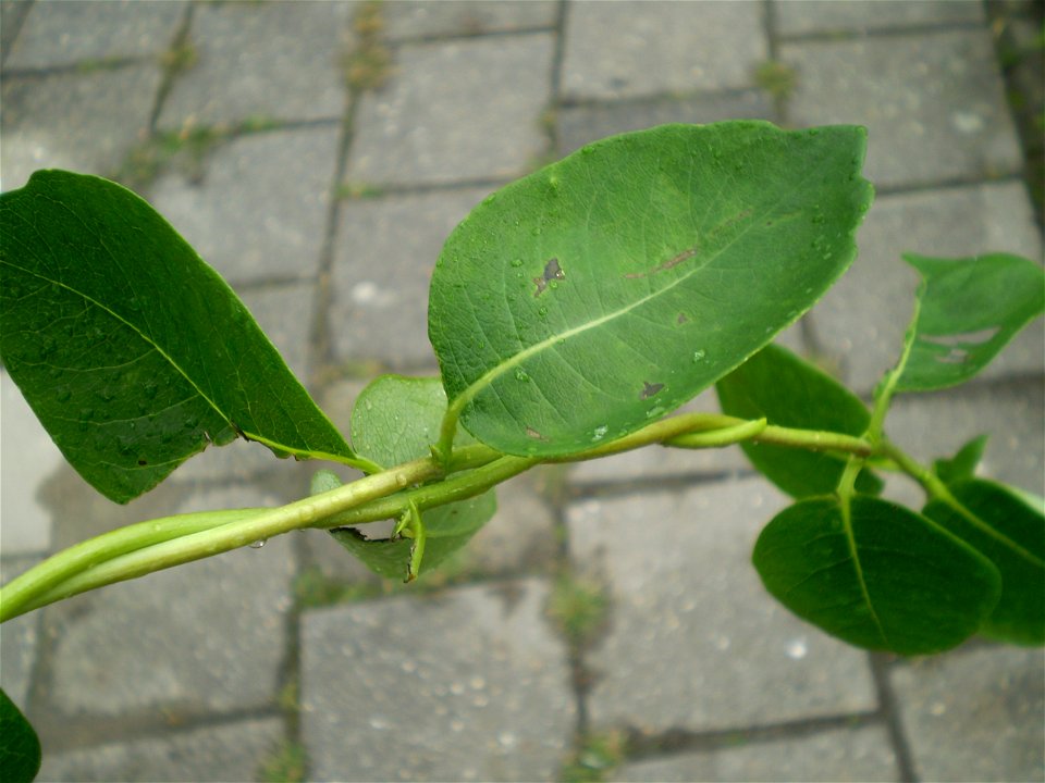 Lonicera periclymenum