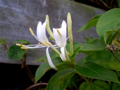Lonicera periclymenum
