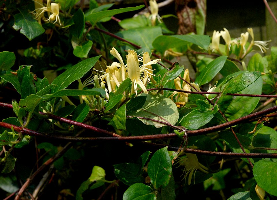 Japanese Honeysuckle