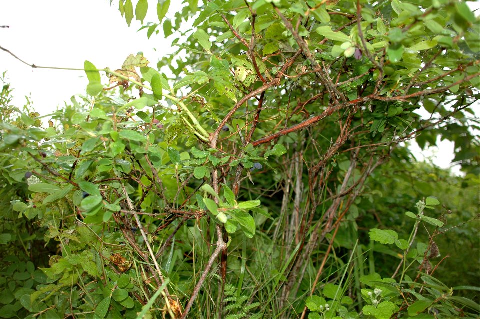 Lonicera caerulea L., Tomakomai, Hokkaido, Japan