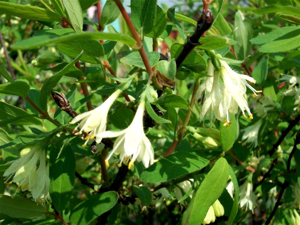 Цветки жимолости (Lonicera caerulea) крупным планом