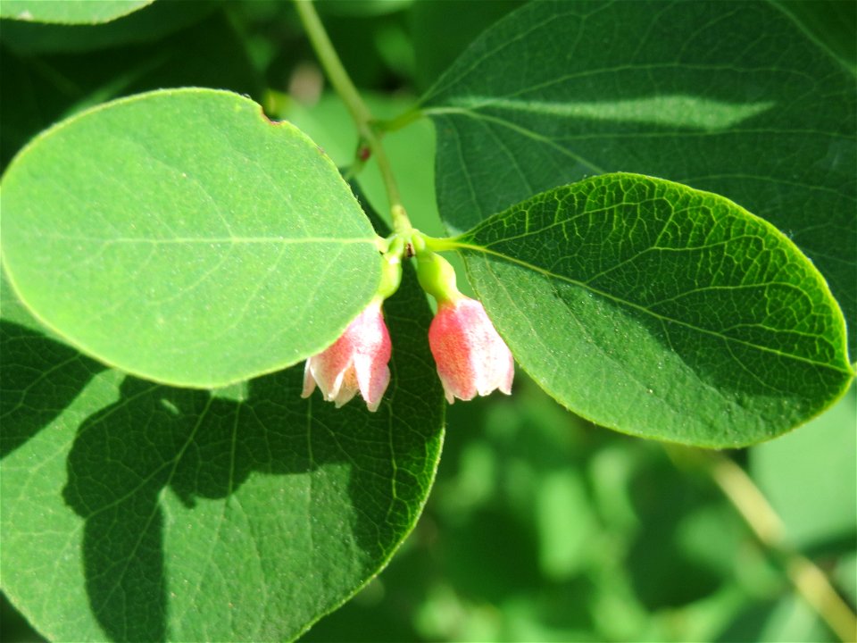 Gewöhnliche Schneebeere (Symphoricarpos albus) bei Hockenheim