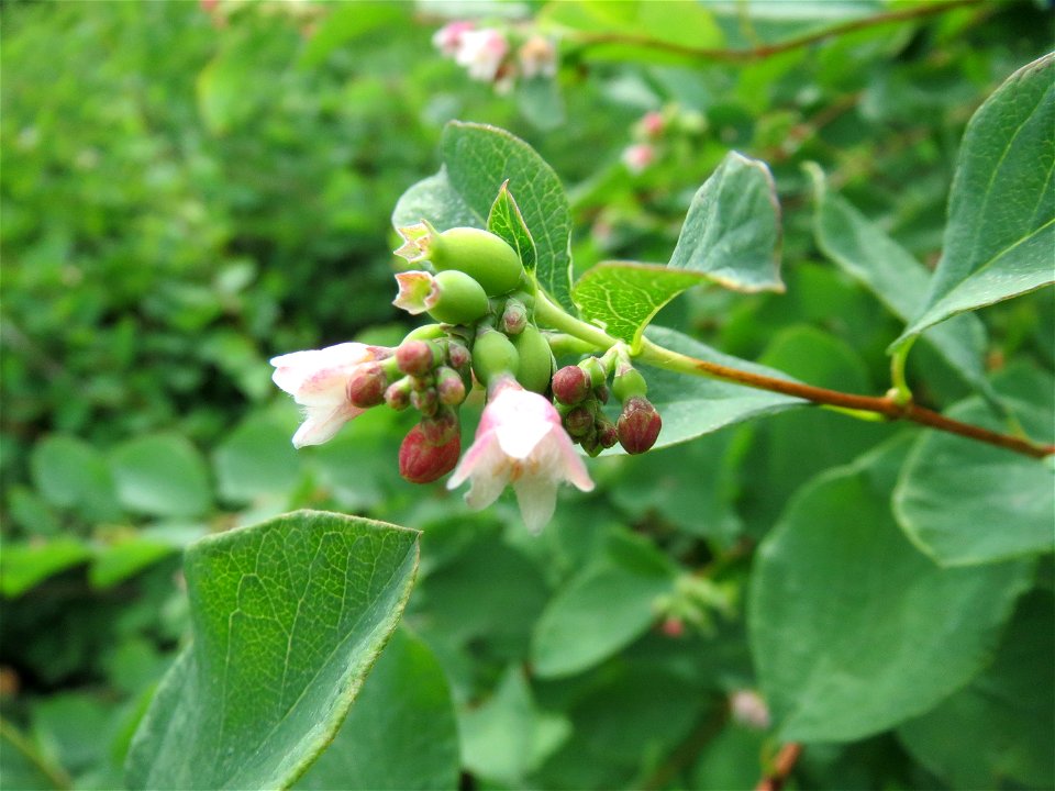 Gewöhnliche Schneebeere (Symphoricarpos albus) im Naturschutzgebiet "St. Arnualer Wiesen"