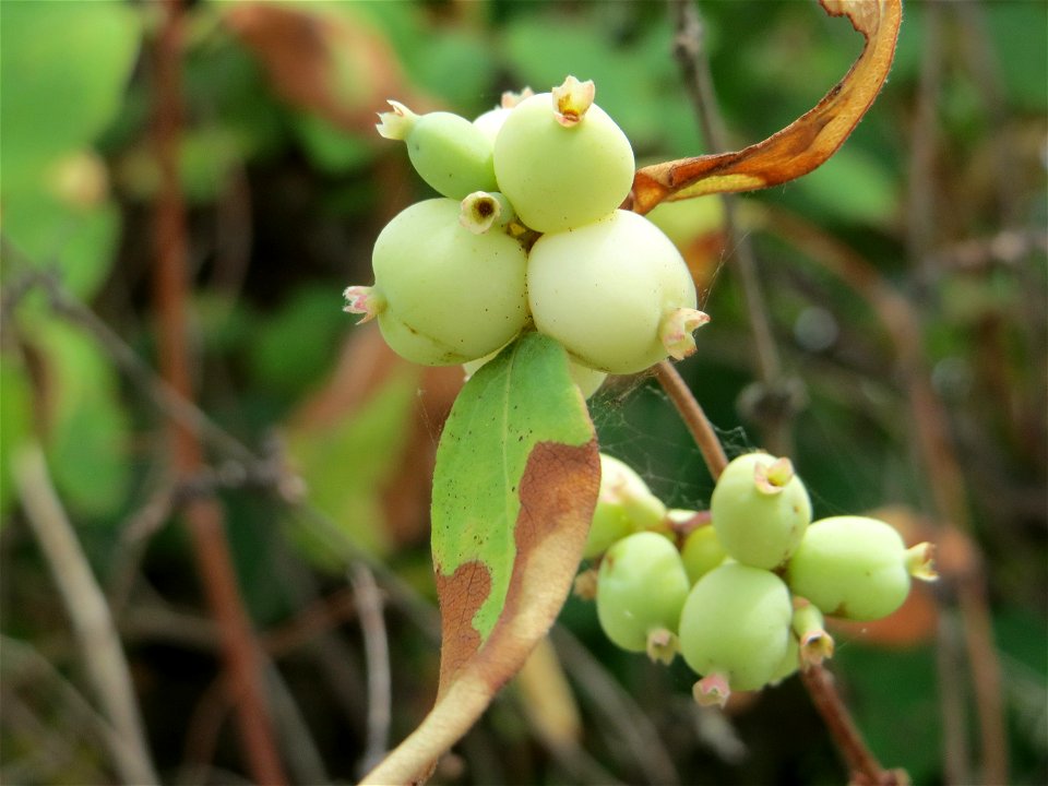 Gewöhnliche Schneebeere (Symphoricarpos albus) an der Elisabethenstraße bei Wiesbaden