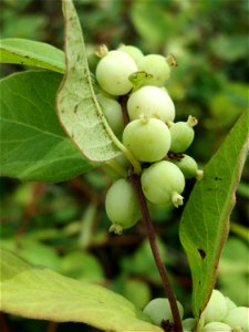 Gewöhnliche Schneebeere (Symphoricarpos albus) an der Elisabethenstraße bei Wiesbaden